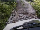 There must be big beavers here