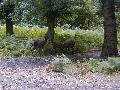 The wildlife